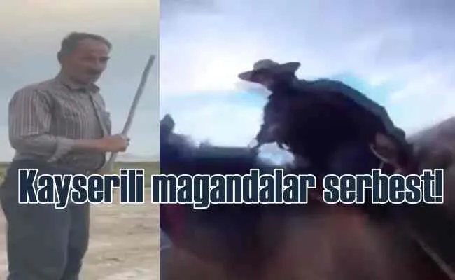 Yılkı Atları magandalarını hakim serbest bıraktı