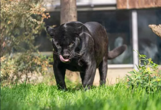 Dünya Jaguar Günü’nde Jüliet ile Tanışın!