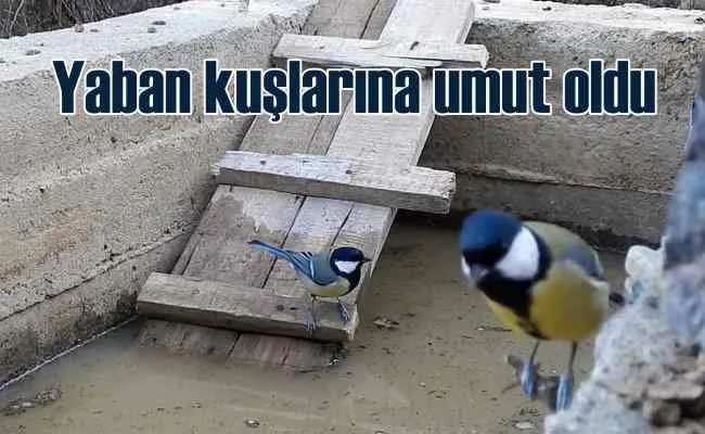 Yaban kuşları için dağlara varille su taşıyor