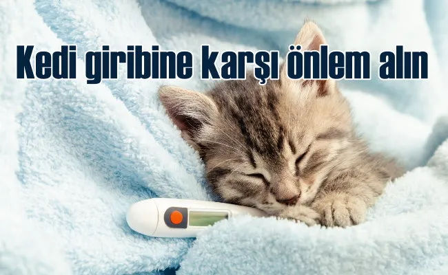 Kedi Gribine Karşı Tedbirlerinizi Alın!