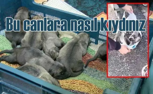 11 Yavru köpeği çöp poşetinde konteynere atmışlar