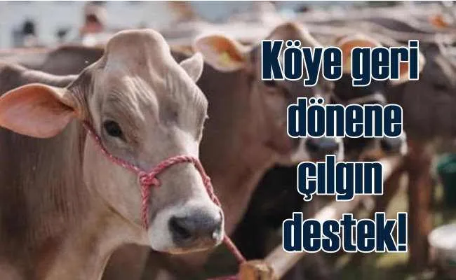 Köyüne geri dönenlere 5 gebe düve