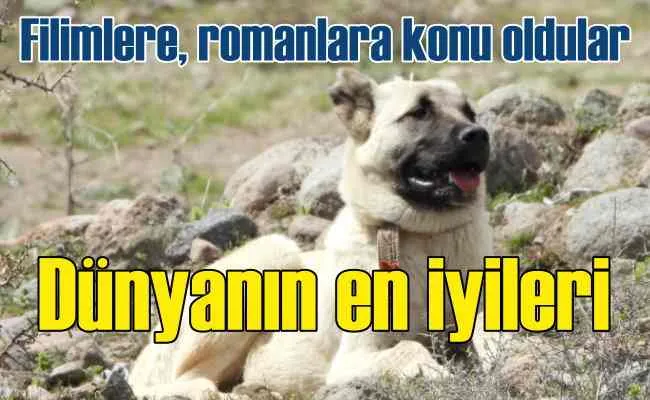 İsimlerini doğdukları şehirlerden alan dünyanın en iyi Köpekleri