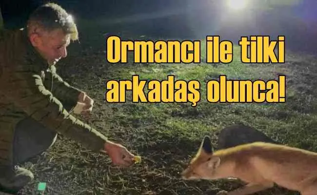 Kızıl tilki, ormancı ile arkadaş olursa!