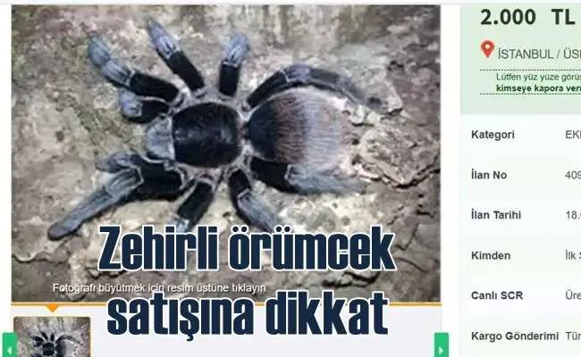 İnternette zehirli örümcek satıyorlar