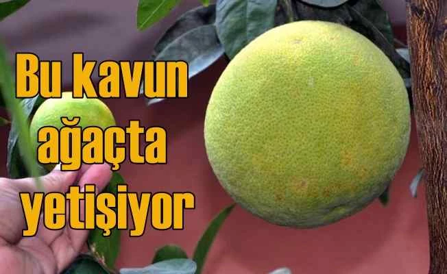 Ağaçta yetişen kavun görenleri hayrete düşürüyor