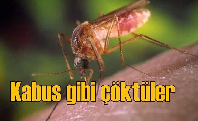 İstanbul'u sinekler bastı | Tehlikeli virüs bulaşabilir