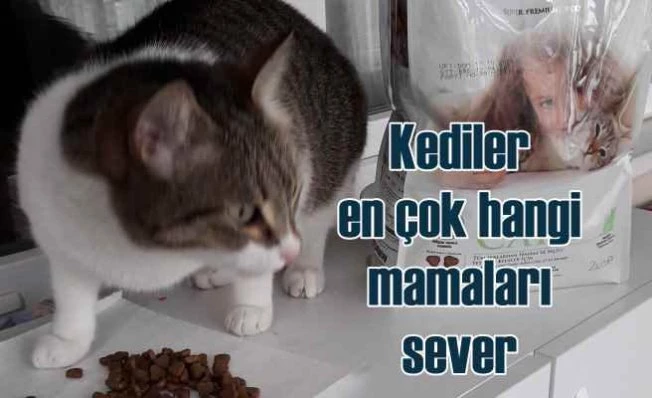 Kediler en çok hangi mamayı sever