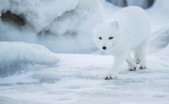 BBC Earth ile Vahşi Yaşama Bakış