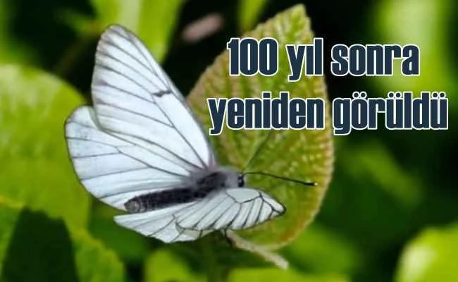 100 yıldır kayıp kelebek yeniden ortaya çıktı